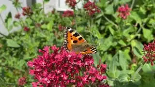 Small Tortoiseshell butterfly