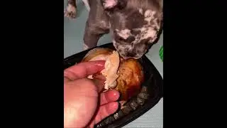 Feeding my French Bulldog Chicken.