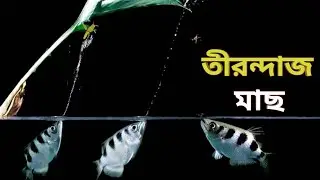 তীরন্দাজ মাছ | Archerfish | A Fish That Spits With Perfect Aim | Au Amazing Facts