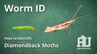 How to Identify a Diamondback Moth – AgBiTech University