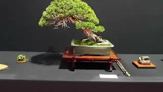 Dijon Bonsaï Show 2025 : tous les arbres !!!!!