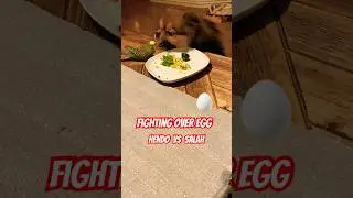 ANGRY DOG ⚠️DANGER⚠️ bird stealing from dog #shorts #angrydog #angry #egg