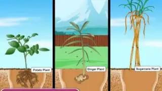 Parts of a Plant - The Stem