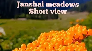 Janshai Banda #beautiful meadows #meadows in swat #janshae  #banda