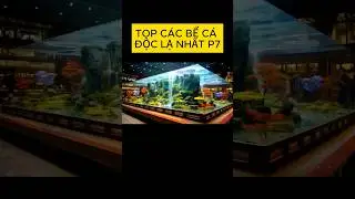 TOP Những Bể C&aacute; Đ&aacute;ng Kinh Ngạc P7 - BETTA COFFY #shorts #betta #bettacoffy