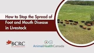 How to stop the spread of Foot and Mouth Disease in livestock