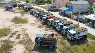 Incredible​​ Dump Trucks Team Showing Jobs On Big Size In New Project Work Spread Soils In Land Area