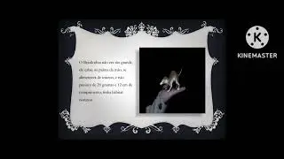 O Passado Geol&oacute;gico Brasileiro: Brasilodon Quadrangulares