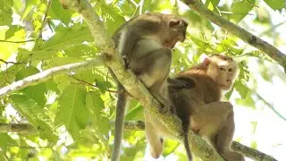 Monkey  Spring And Monkey Akot Pt in Amber -on June13-2022, G-Maz..272..Amber