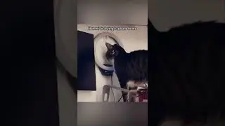 Cat Chaos #18