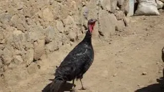 The Turkey Whisperer