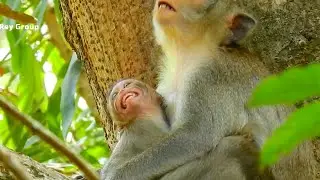 Baby Alba talking beg even milk, Alba scare mom fighting during milk