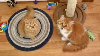 British Longhair ❤ OLIVIA und OTTO ❤ Britisch Langhaar