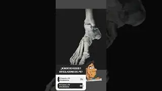 Huesos y articulaciones del #pie: Especialista en Movimiento Humano #curso #anatom&iacute;a #ejercicio #fit
