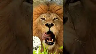 Lions Roaring Compilation - Lions Roaring Compilation Mother of Lions(Full Episode) |#lionroaring
