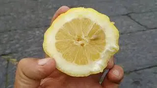 The famous mild Amalfi sfusato lemon