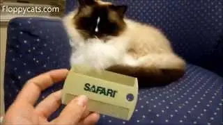 Safari Double-Sided Flea Comb by Coastal Pet Products Review - ねこ - ラグドール - Floppycats