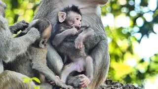 Beautiful  evening new born baby monkey Paris so happy to play and moving in mom hand holding