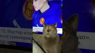 кот#британский #cat