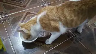 Feed my sick baby #catvideos #cat #kitten #cute #shorts #shortvideo