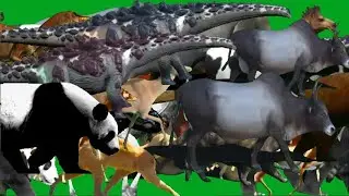 Animals Running and Walking HD Green Screen Blue Screen Black Screen Animals Green Screen Video