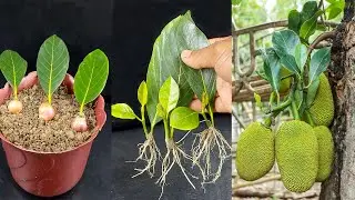 How to grow jackfruit from jackfruit leaves, Use red onion