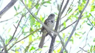 Fox Sparrow (Slate-colored), 7/05/19, Black Rock Range, Humboldt County, Nevada