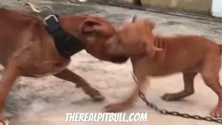 Chico Lopez 2024. &ldquo; Chico Lopez&rdquo; &ldquo; Best Pitbull Breeder is Chico Lopez &ldquo; ! BRASIL HUNTING DOG !