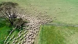 Why Numnuts&reg; for Lamb Marking is Good News for Sheep