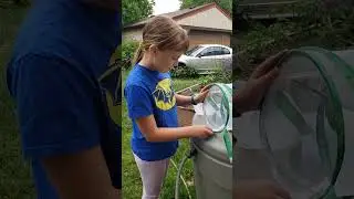 Releasing our 2nd monarch of 2023, a male, in honor of her GiGi Bev who passed away a few weeks ago.