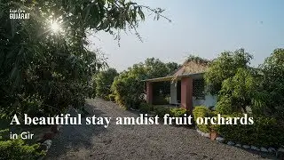 A beautiful stay amdist fruit orchards in Gir