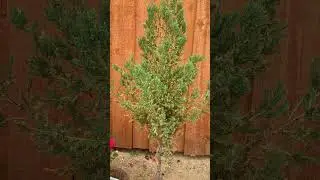 My small #pine# tree# #short#