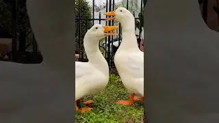 Pekin Ducks Talking to Archie 🦆 | Morning Duck Conversation