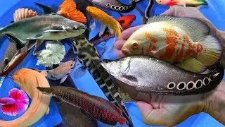 Bắt cá trân châu, cá lia thia, cá bình tích, cá lau kiếng, cá dọn bể