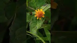 #beautiful wild plants #greenchannel