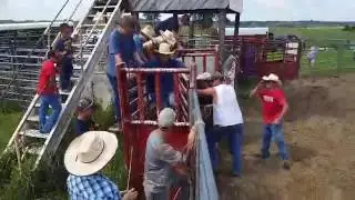 Justin brandy chutedogging bulls