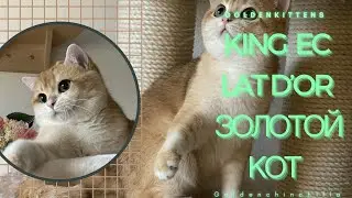 👑КИНГ НАШ ЗОЛОТОЙ КОТ🤩ОЧЕНЬ КРАСИВЫЙ👑С ИНОПЛАНЕТНЫМИ ГЛАЗАМИ👑