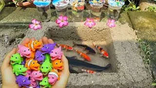 Unboxing Ikan Cupang Hias, Ikan Koki, Ikan Lele, Ikan Hias, Ikan Molly, Belut Moray, Ikan Guppy, Koi