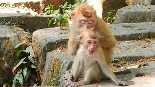 Monkey Froest Action monkeys in forest (EP58)#reels #Animals Daily SR