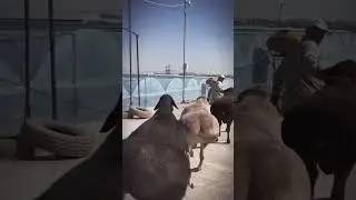 Funny Fat-tailed sheep walking 🤣🤣 | KravePets
