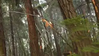 Part 5 End of the trek to Pygmy Forest , Mendocino County