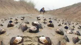 OMG Big Clams In Ground Hole Cannal A Fisherman Catch Snails & Clams Today