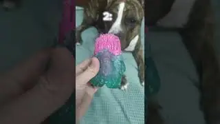 топ 3 игрушки майбаха #amstaff #dogs #dog #амстафф #стаффордширскийтерьер #стаффорд
