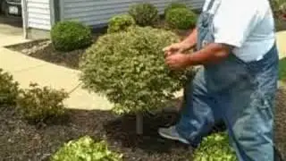 Mike's Japanese Maple Collection