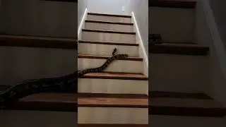 Python in my house! #carpetpython #python #australia #australianwildlife #reptiles #herping #zoo