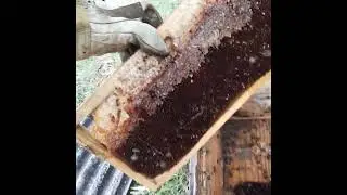 Teia de Aranha dentro da Colmeia ?! Traça e Forídeo perdi mais um enxame !