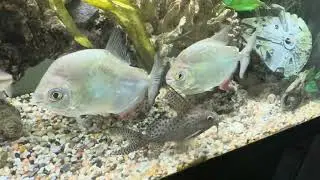 Feeding my entire fish room! Updates + new fish?!