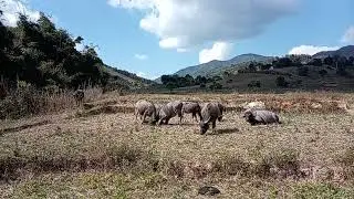 Saib twm Sib nraus zoo saib