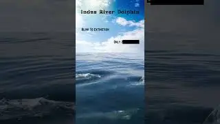 Indus River Dolphin #dolphin  #cute