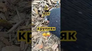 А вот и крупняк 👊😜 #xpdeus #minelab